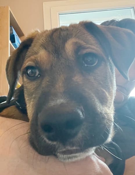 SAMOA, chiot Berger Créole mâle