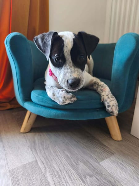 À L’ADOPTION, AYANA, BERGER CREOLE FEMELLE, noire et blanche