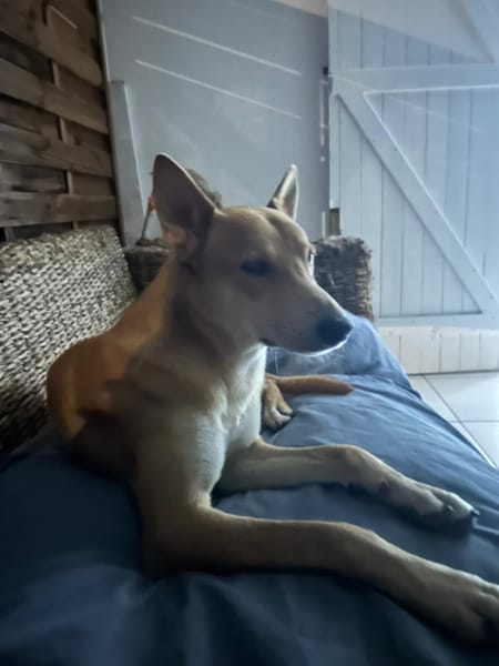 À L’ADOPTION, FOXY Mâle BERGER DES CANNES de couleur fauve, un caractère en or !