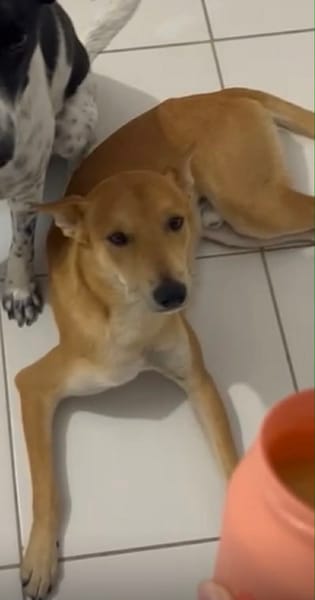 À L’ADOPTION, FOXY Mâle BERGER DES CANNES de couleur fauve, un caractère en or !