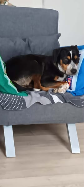 À L’ADOPTION, TINNIE adorable femelle BERGER CREOLE tricolore