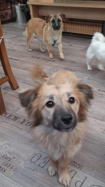 🐶 Diana  zarte Hundeseele 10 Monate