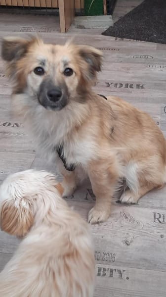 🐶 Diana  zarte Hundeseele 10 Monate