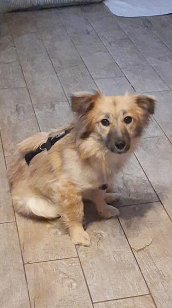 🐶 Diana  zarte Hundeseele 10 Monate