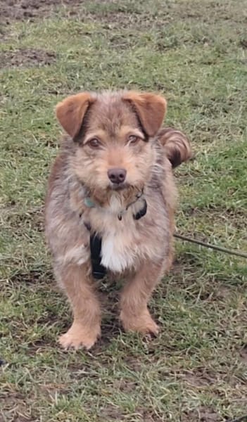 Fröhlicher Malin sucht sein Zuhause