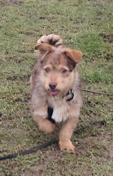 Fröhlicher Malin sucht sein Zuhause