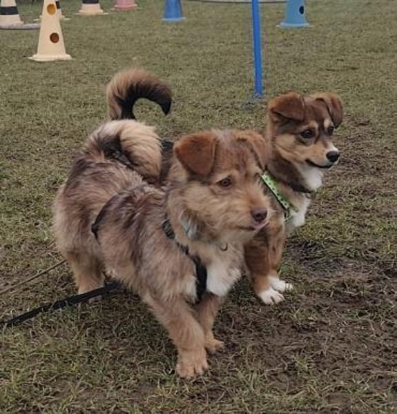 Fröhlicher Malin sucht sein Zuhause