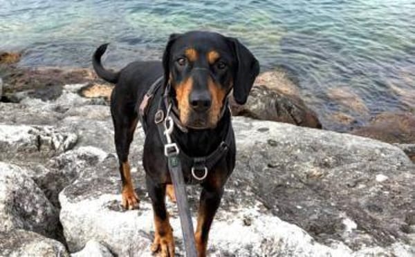 Amon sucht aktive Menschen