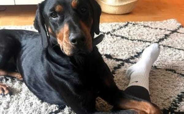 Amon sucht aktive Menschen