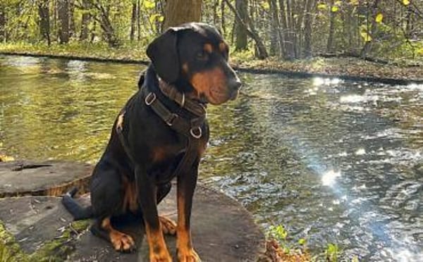 Amon sucht aktive Menschen