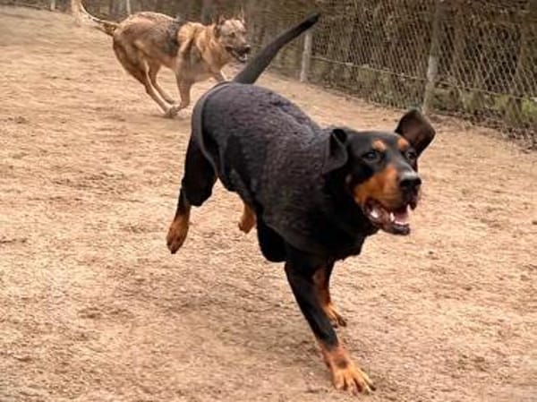 Amon sucht aktive Menschen