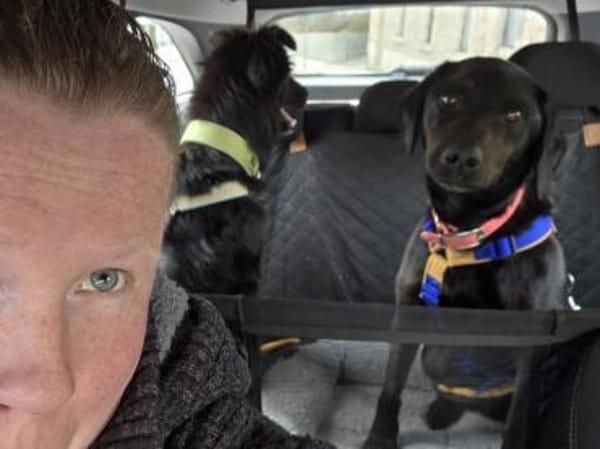 BAKU - geb.ca. 04/2022 - Hütehund Mix