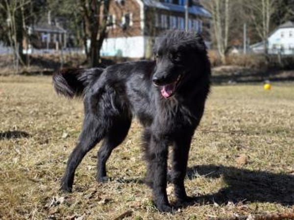 BAKU - geb.ca. 04/2022 - Hütehund Mix