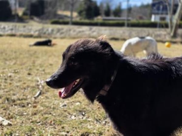 BAKU - geb.ca. 04/2022 - Hütehund Mix