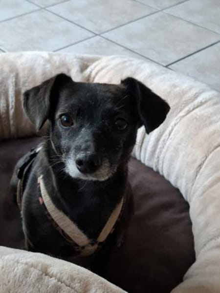 Clara sucht ihr Herzzuhause ❤