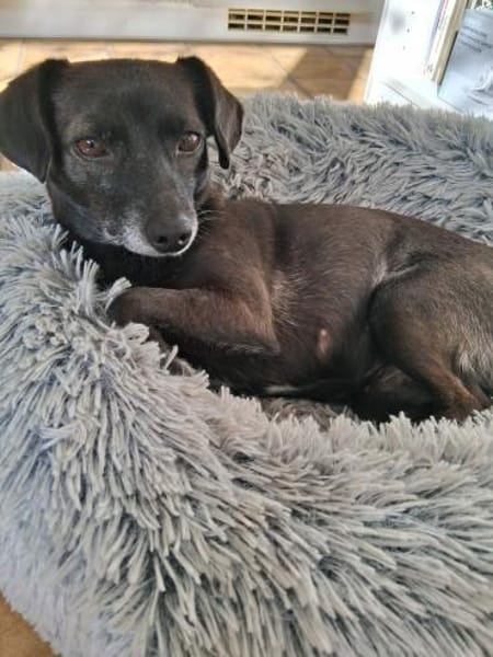 Clara sucht ihr Herzzuhause ❤