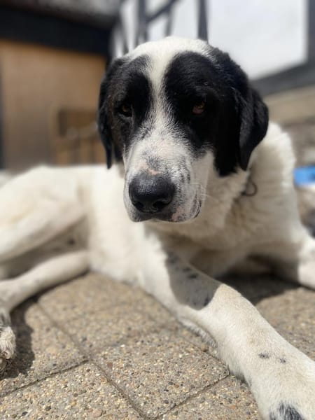 BETTO - tollpatschig und so verschmust