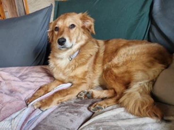 Feine Liza sucht ihr ruhiges Glück