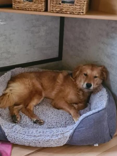 Feine Liza sucht ihr ruhiges Glück