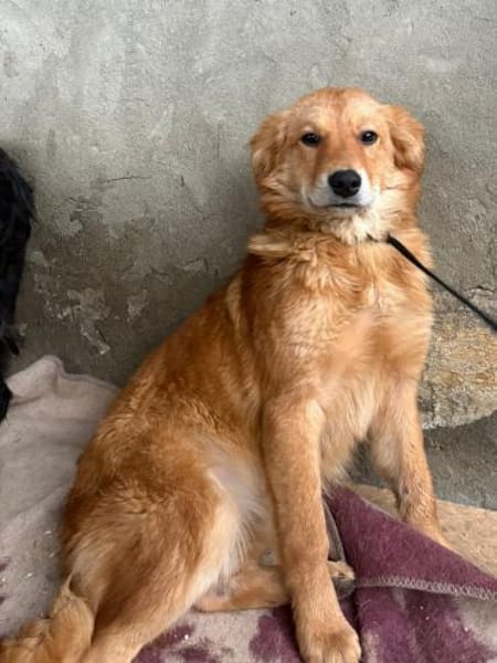 Feine Liza sucht ihr ruhiges Glück