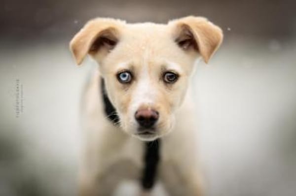 Ulf - sanfter Schatz