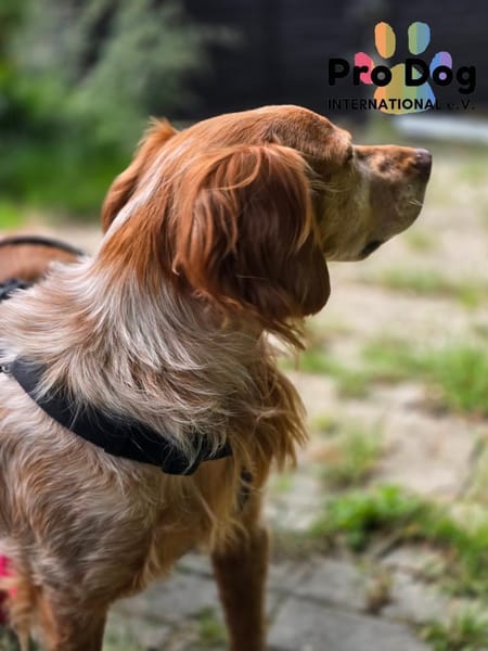 Skipper auf Pflegestelle