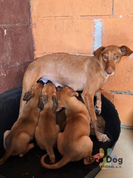 Bluna auf Pflegestelle