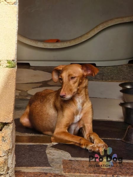 Bluna auf Pflegestelle