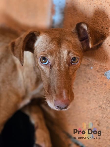Bluna auf Pflegestelle