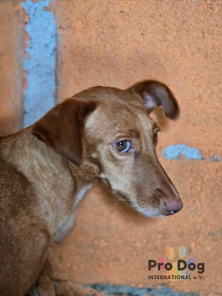 Bluna auf Pflegestelle