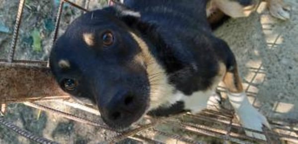 ❤🐾 LENi, unser kleiner Wirbelwind