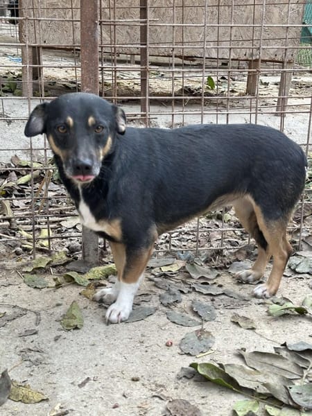 ❤🐾 LENi, unser kleiner Wirbelwind