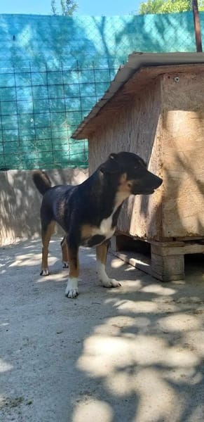 ❤🐾 LENi, unser kleiner Wirbelwind