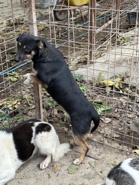❤🐾 LENi, unser kleiner Wirbelwind