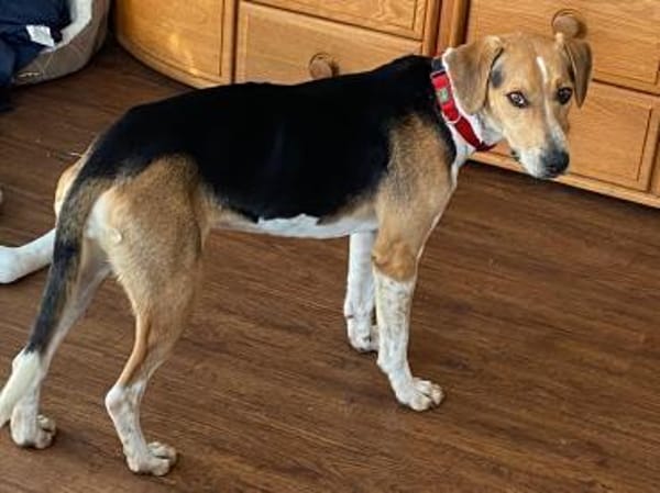 Lola lebensfrohe Spürnase