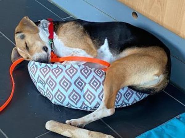 Lola lebensfrohe Spürnase