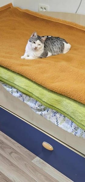 Freundlicher Tom - sehr dringend!