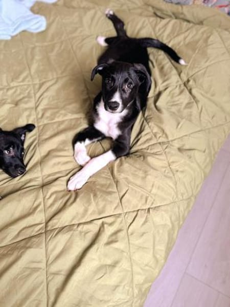 Intelligenter Pablo sucht Familie