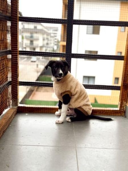 Intelligenter Pablo sucht Familie