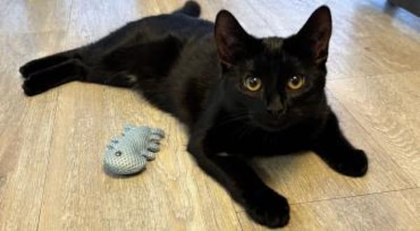 Dalia u. Dexter suchen ein Zuhause