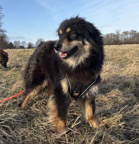 Lio - verschmust und neugierig - in DE