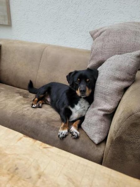 Anton, süßes, kleines Dackelmix Männchen