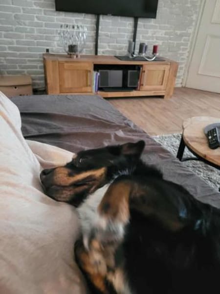 Anton, süßes, kleines Dackelmix Männchen