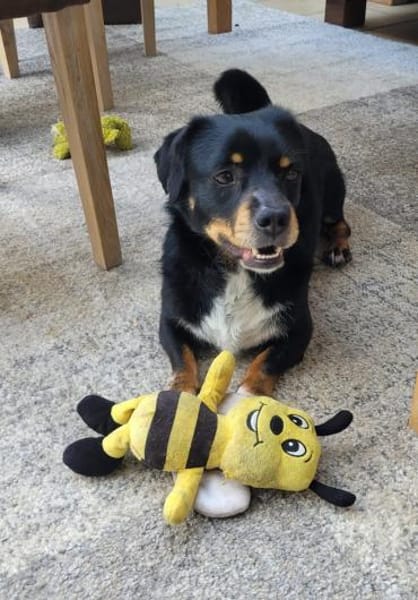 Anton, süßes, kleines Dackelmix Männchen