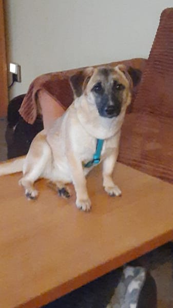 🌸 Violet  kleines Mädchen