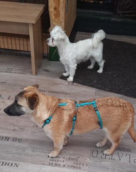 🌸 Violet  kleines Mädchen