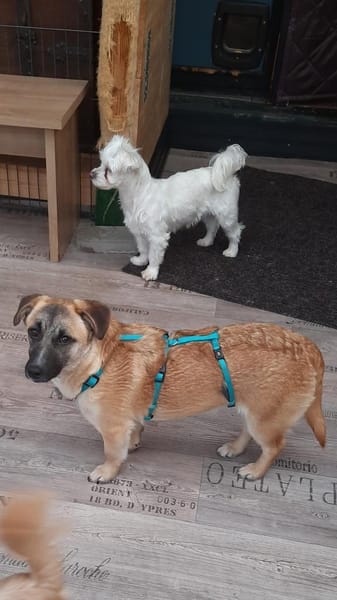 🌸 Violet  kleines Mädchen