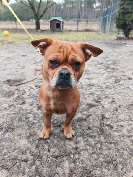 Chico und Mana suchen IHR Zuhause!