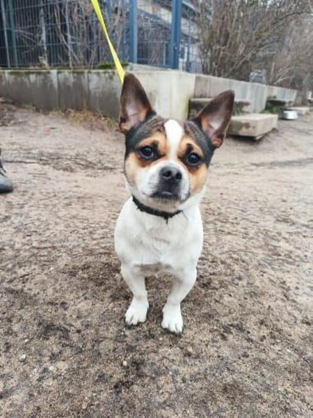 Chico und Mana suchen IHR Zuhause!