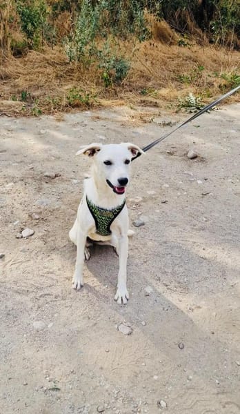 Familien Hündin sucht ein Zuhause